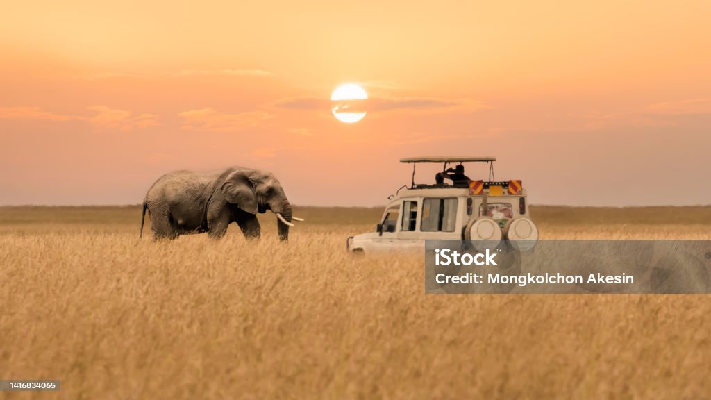 Elephant habitat